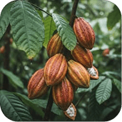 Cacao