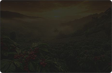Suport due diligence